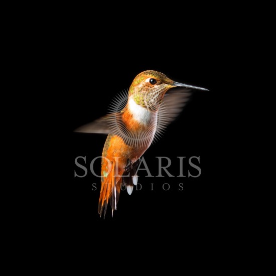 Black Background, Humming Bird, In Flight, Licensed Image, New Mexico, Rufous Hummingbird, Selasphorus Rufus, Solaris Studios, female, humming birds, Aric Hoek