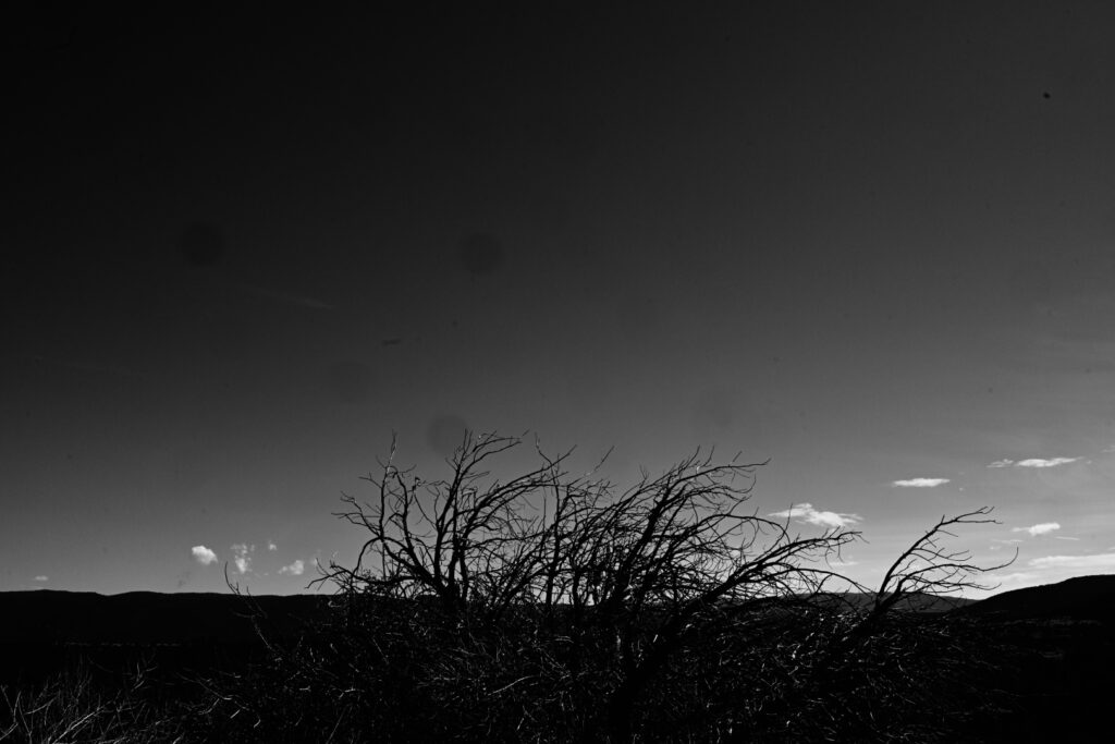 Black and white dead tree and mountain landscape photograph
